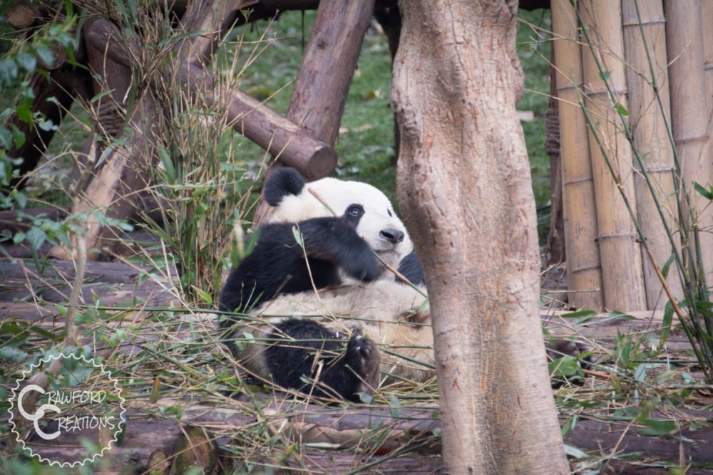 Meeting Pandas in Chengdu