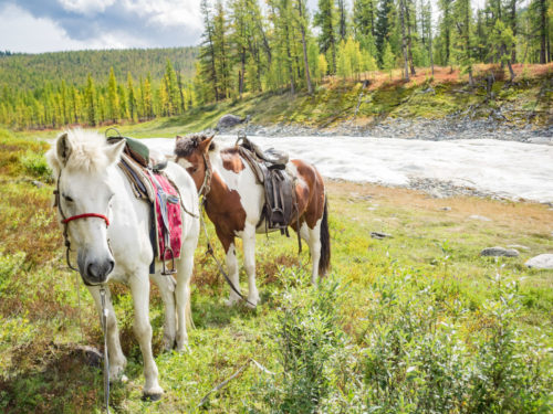 How To Go Horse Trekking In Mongolia: A Beginner’s Guide To Traveling Mongolia On Horseback