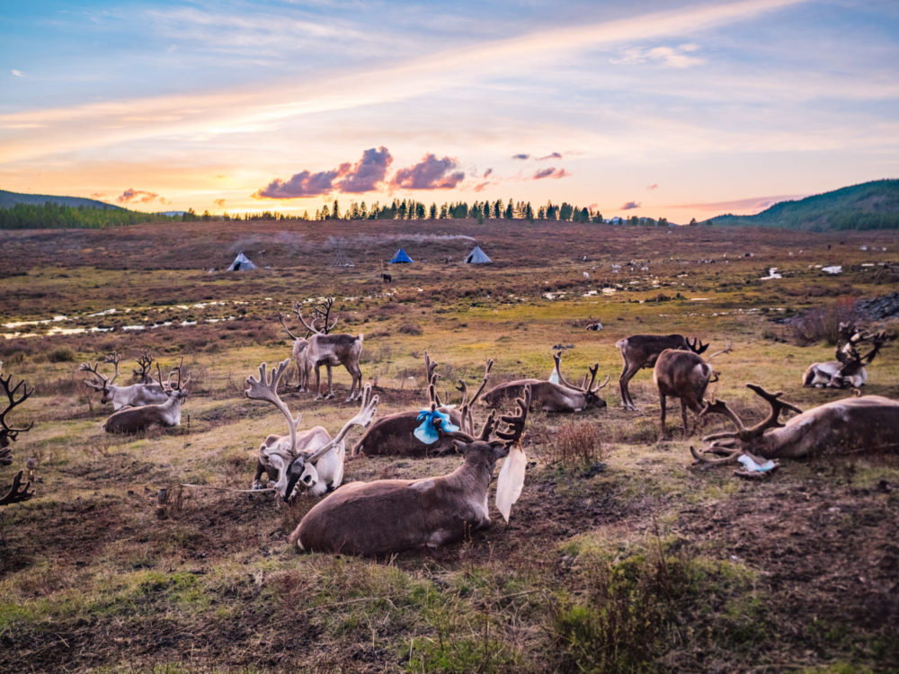 A Day In The Life of Mongolia’s Tsaatan Reindeer Herders: 20+ Tsaatan Reindeer Photos That Will Make You Want To Visit Mongolia