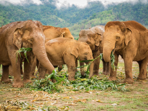 Elephant Nature Park Weekly Volunteer Review: Epic Elephant Encounters in Chiang Mai, Thailand
