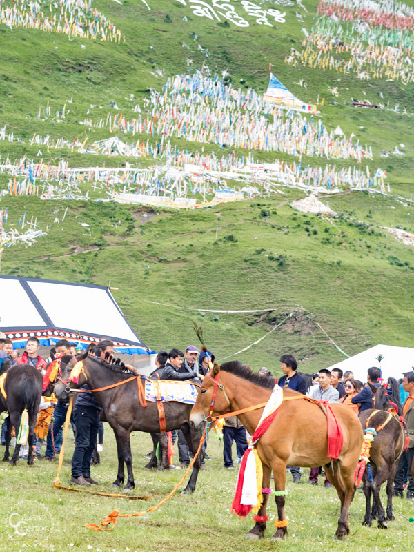 tagong-horse-festival