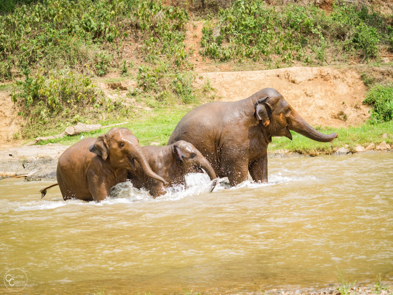 elephant-nature-park-weekly-volunteer