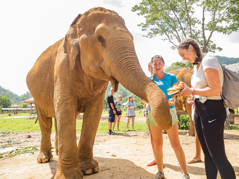 elephant-nature-park-weekly-volunteer