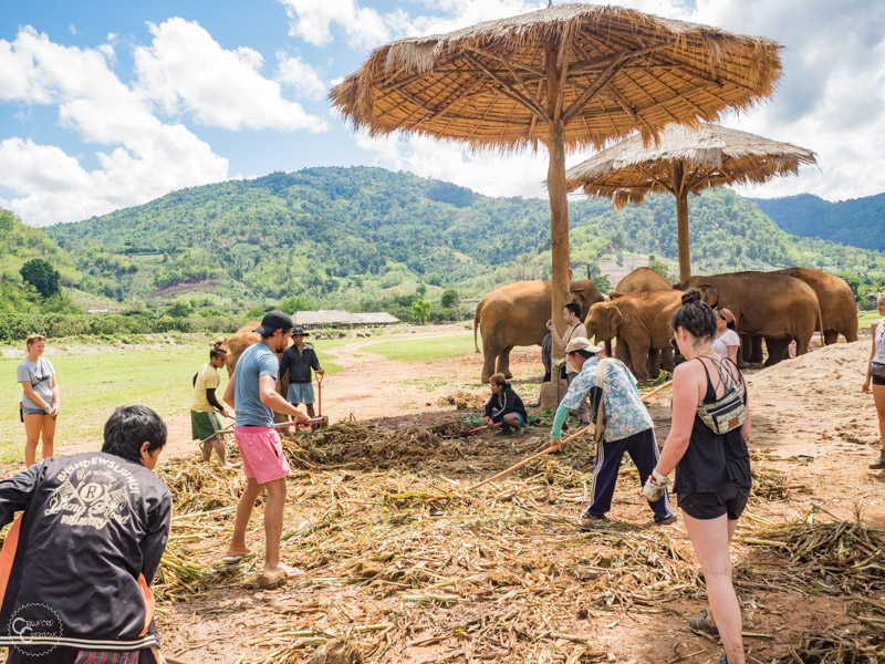 elephant-nature-park-weekly-volunteer