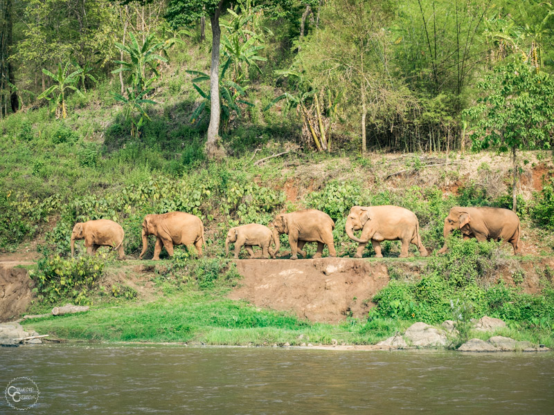 elephant-nature-park-weekly-volunteer