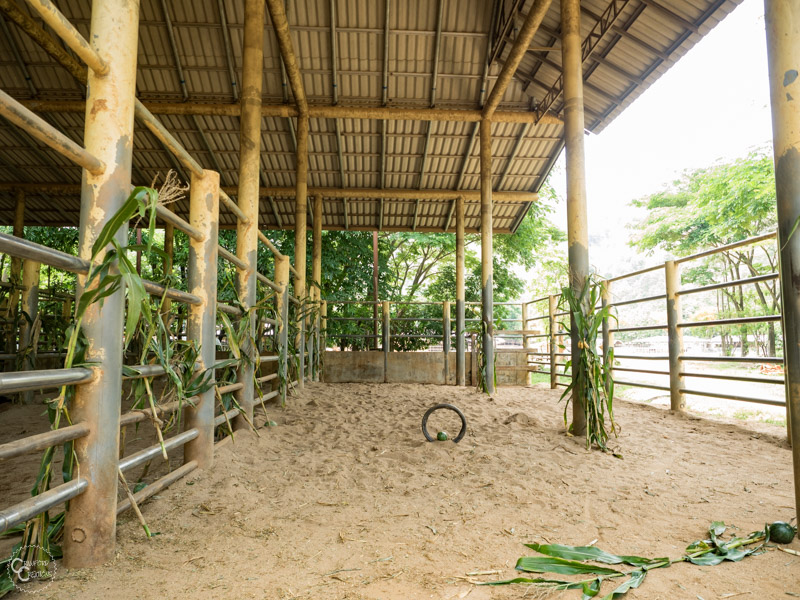 elephant-nature-park-weekly-volunteer