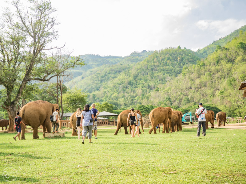 elephant-nature-park-weekly-volunteer