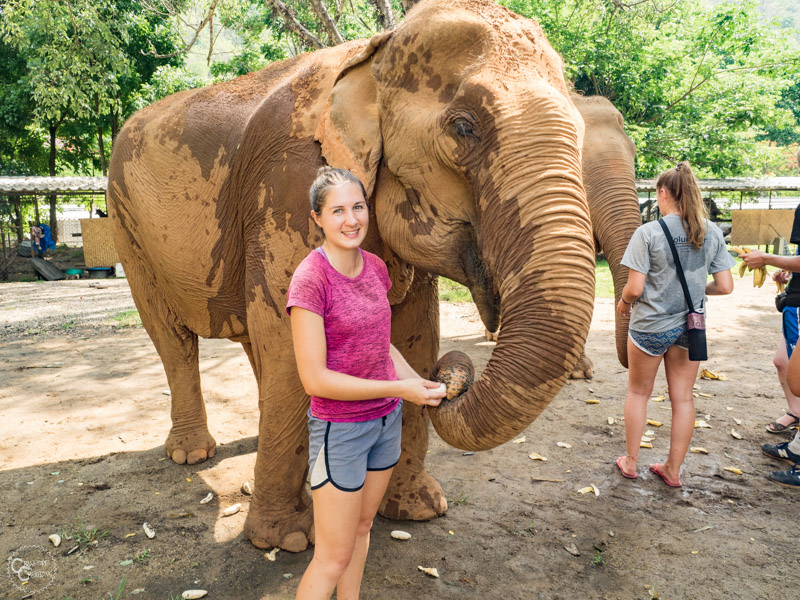 elephant-nature-park-weekly-volunteer