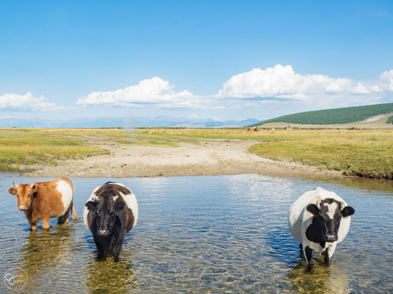 mongolia-taiga