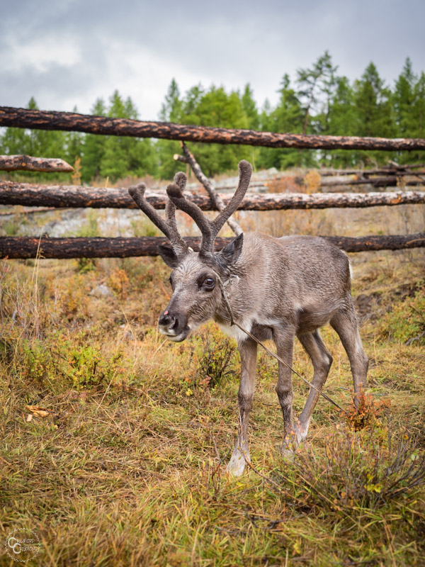 tsaatan-reindeer-mongolia