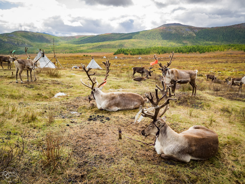 tsaatan-reindeer-mongolia