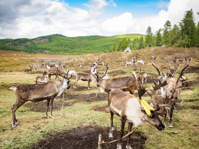 tsaatan-reindeer-herders-mongolia