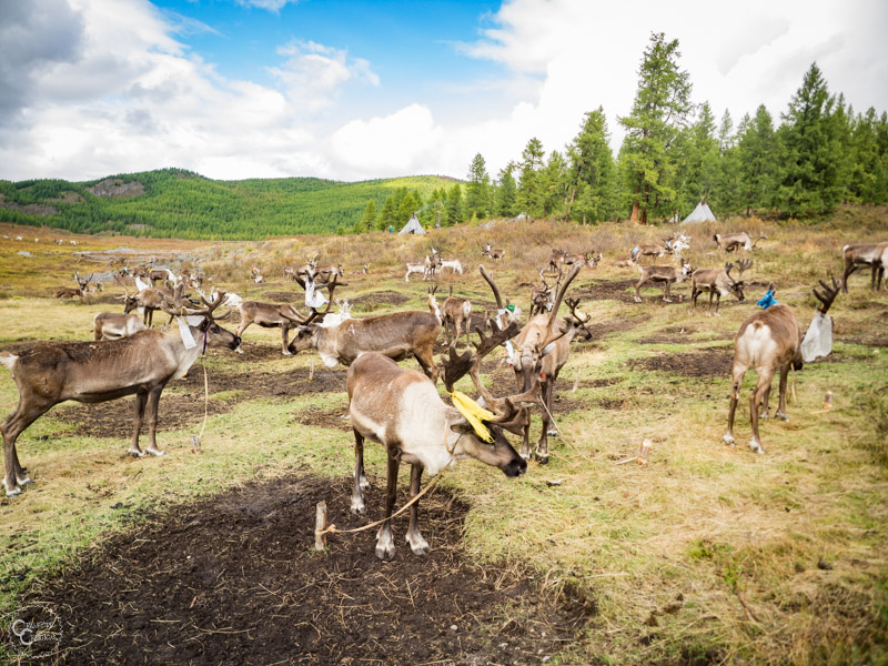 tsaatan-reindeer-herders-mongolia