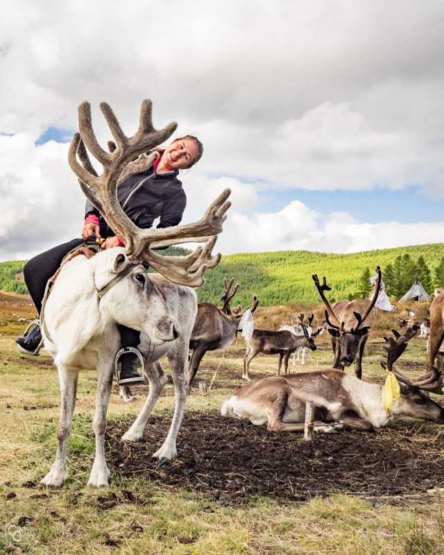 riding-reindeer-mongolia