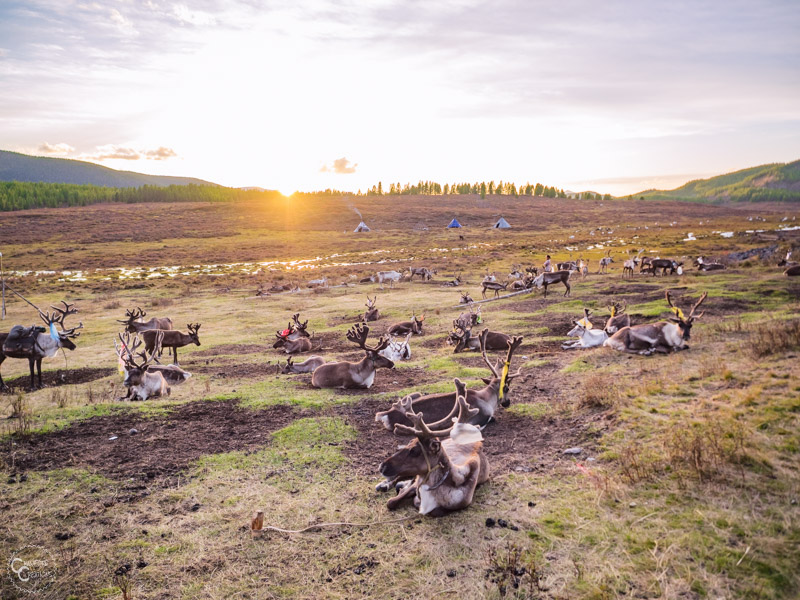 tsaatan-reinder-herders-mongolia