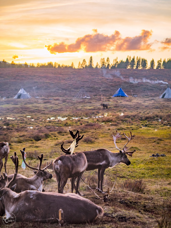 tsaatan-reindeer-mongolia