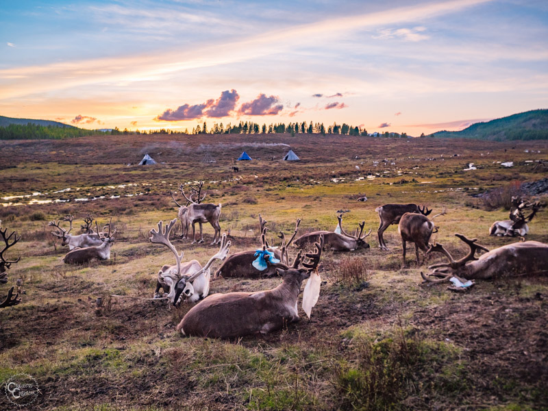 tsaatan-reindeer-herders