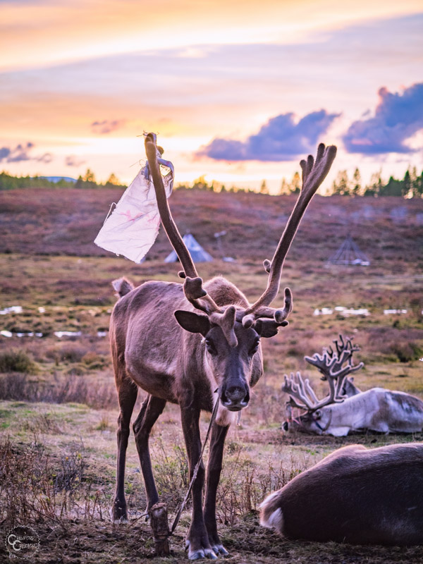 tsaatan-reindeer-mongolia