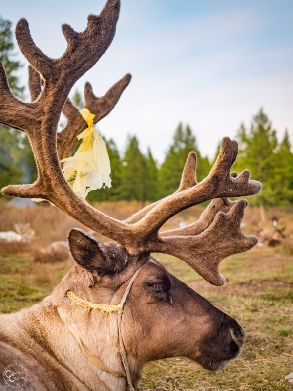 tsaatan-reindeer-mongolia