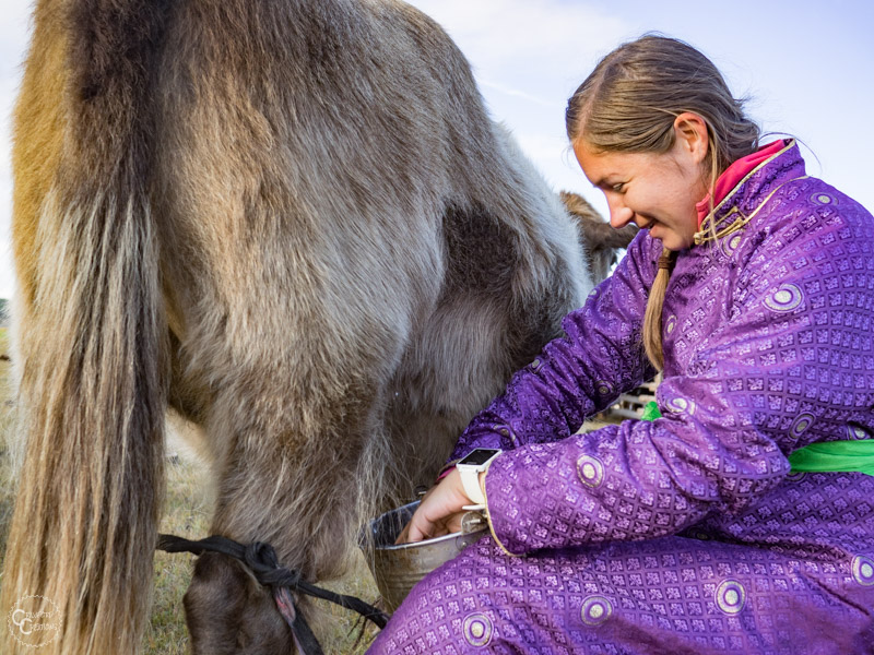 milking-yaks-mongolia